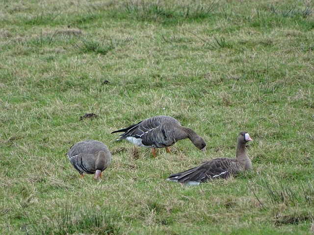 它不仅展现 它不仅展现